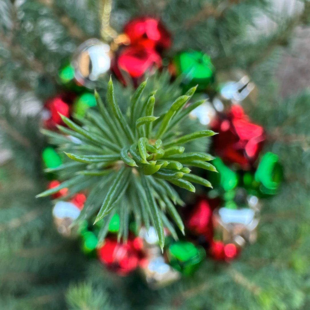 Dyslexus (I don't want to sleep alone this Christmas) by Ministry of The Fence: Review